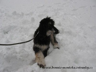 img_0115_bonnie-na-snehu_poprve.jpg