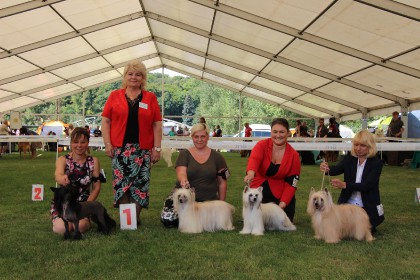 interdogbohemia-2017_best-of-breed_best-of-juniors_bos_best-of-veterans.jpg